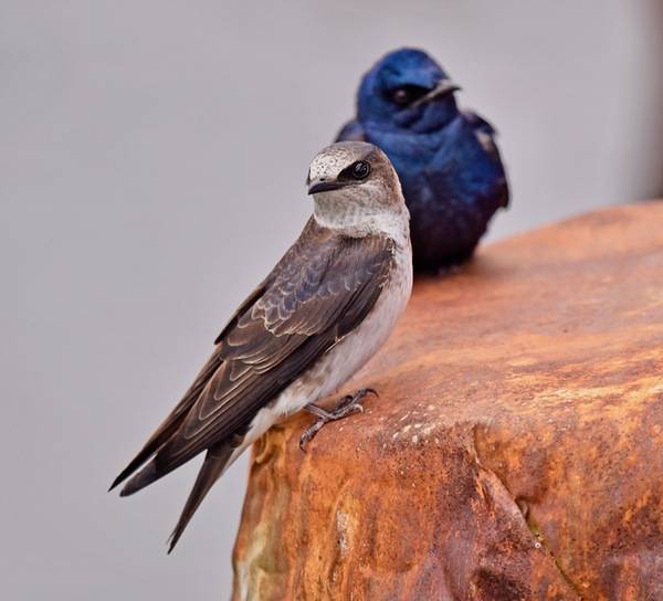 Purple Martin 02 by VJAnderson is licensed under CC BY-SA 4.0.